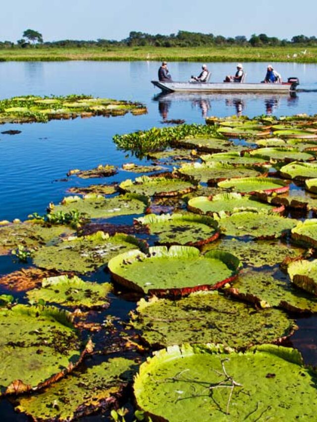 Pantanal: ”santuário da biodiversidade” agora tem estatuto próprio.